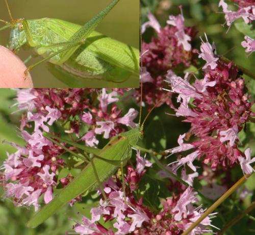 Réf. 26 536 : Phaneroptera falcata