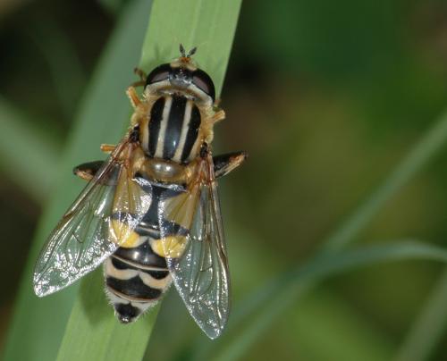 Réf. 26 838 : Helophilus trivittatus