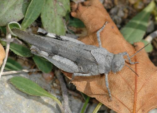 Réf. 26 618 : Oedipoda caerulescens caerulescens