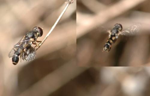 Syritta pipiens