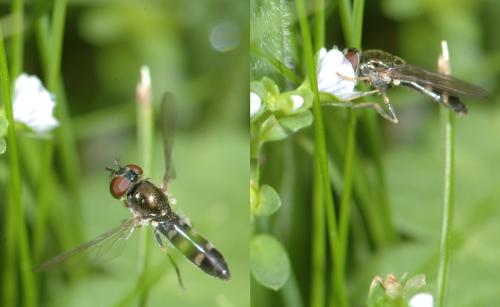 Réf. 26 866 : Platycheirus scutatus