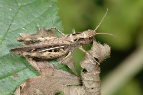 Réf. 26 621 : Chorthippus sp.