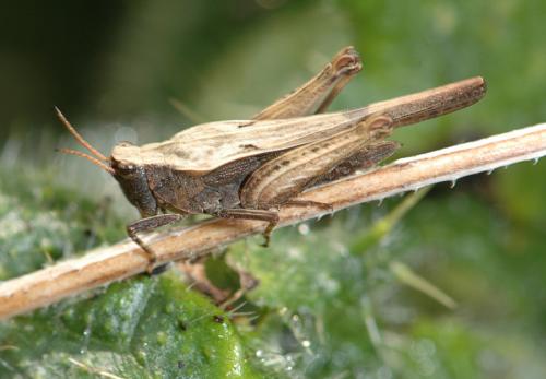 Réf. 26 626 : Tetrix subulata