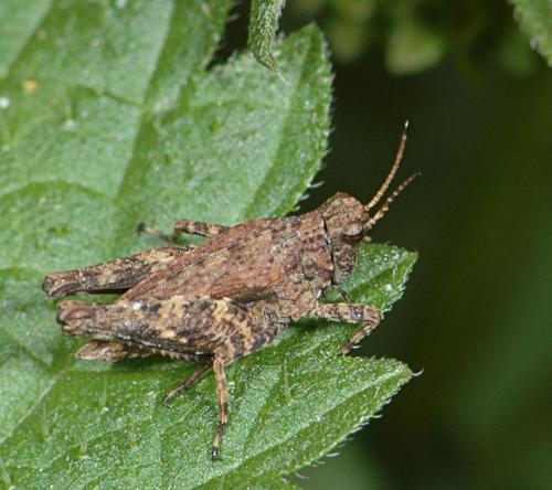 Réf. 26 645 : Tetrix sp.
