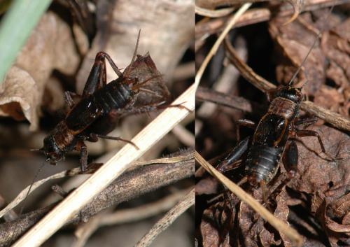 Nemobius sylvestris sylvestris