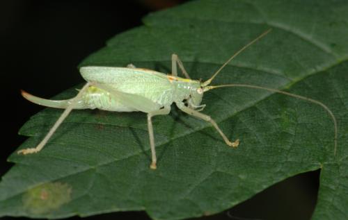 Réf. 26 647 : Meconema thalassinum
