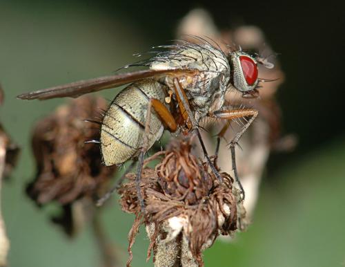 Helina sp.