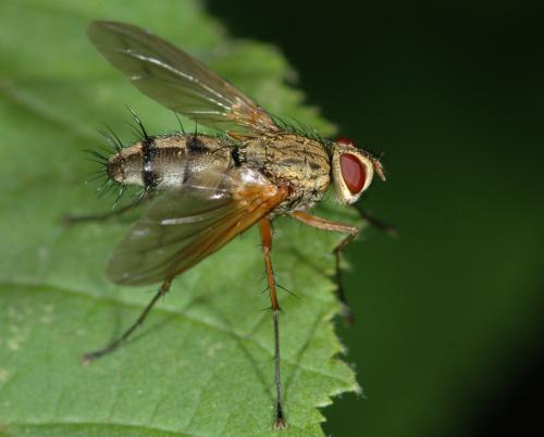 Réf. 26 039 : Dexiosoma caninum