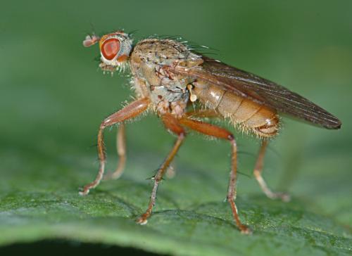 Scathophaga sp.