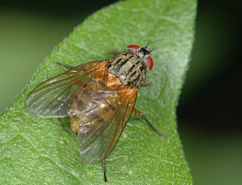 Réf. 26 038 : Mydaea corni