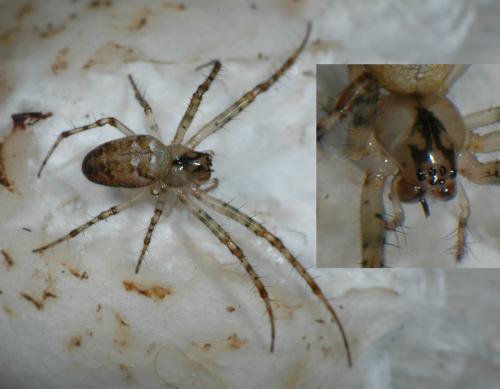 Metellina sp.
