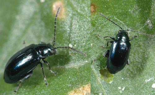Réf. 26 377 : Altica sp.