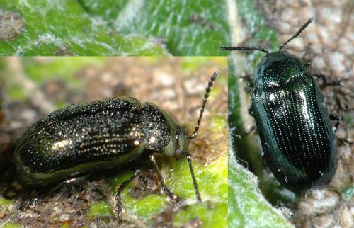 Phratora sp.