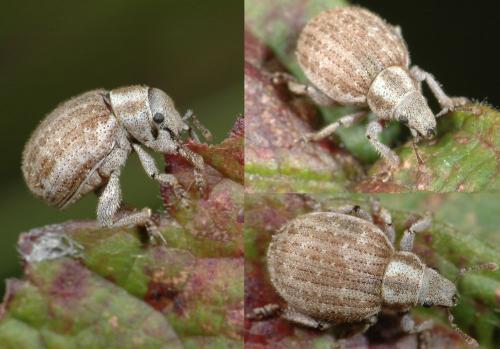 Réf. 26 367 : Philopedon plagiatum