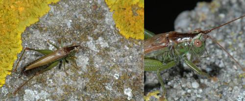 Conocephalus fuscus