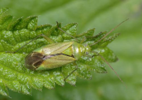 Closterotomus norwegicus
