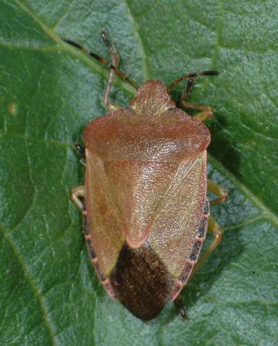 Palomena prasina