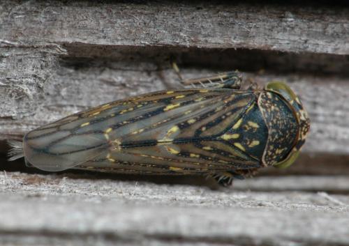 Macropsis sp.