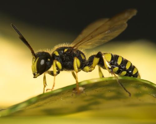 Cerceris arenaria