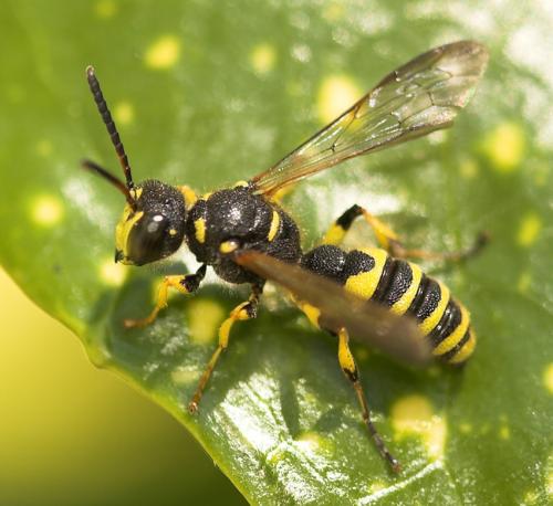 Cerceris arenaria