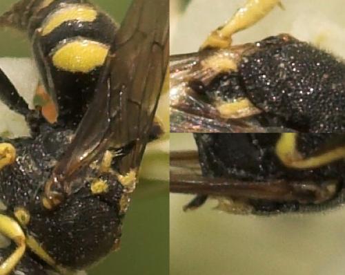Oxybelus sp.