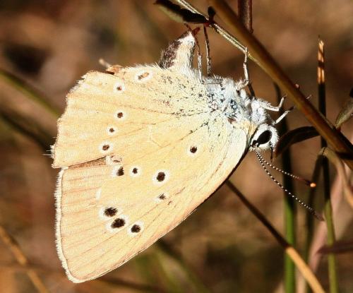 Réf. 26 667 : Polyommatus dolus