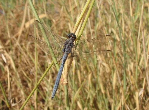 Orthetrum chrysostigma