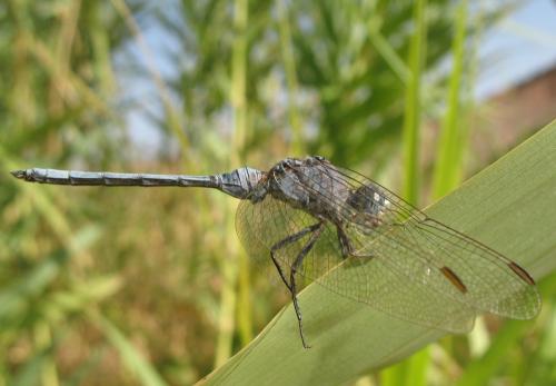 Réf. 26 002 : Orthetrum chrysostigma