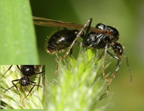 Réf. 26 613 : Messor sp.