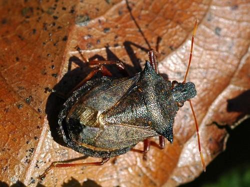 Picromerus bidens