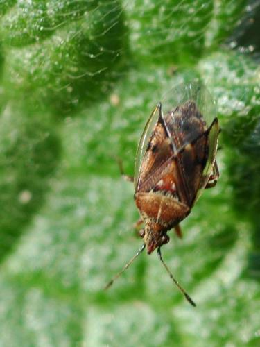 Kleidocerys sp.