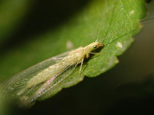 Chrysoperla sp.