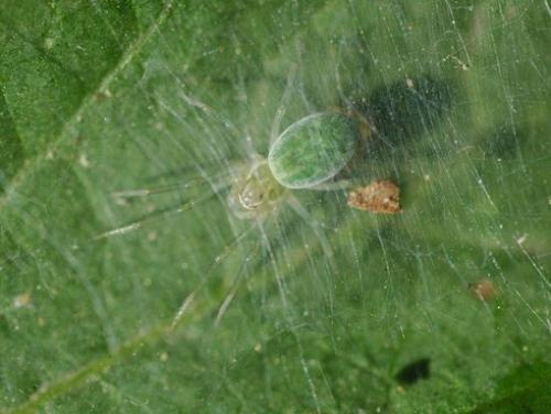 Réf. 26 232 : Nigma walckenaeri