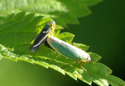 Réf. 26 031 : Cicadella viridis
