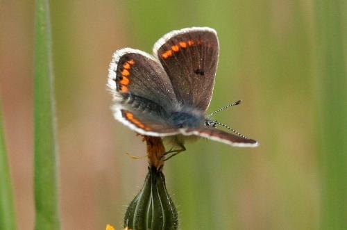 Aricia agestis