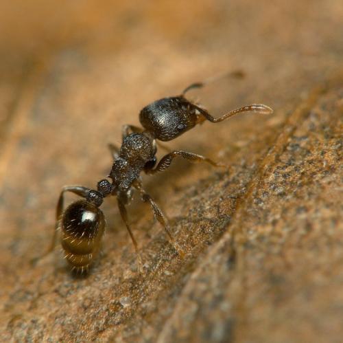 Réf. 26 305 : Tetramorium sp.