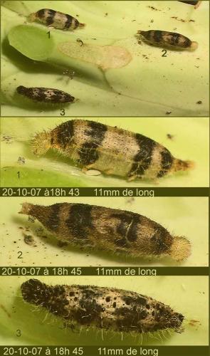 Réf. 26 046 : Hyposoter ebeninus