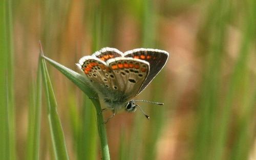 Réf. 26 673 : Aricia agestis