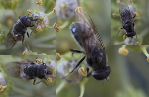 Cheilosia caerulescens