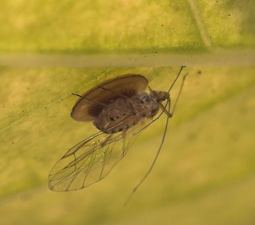 Praon sp.