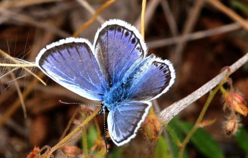 Réf. 26 688 : Plebejus sp.