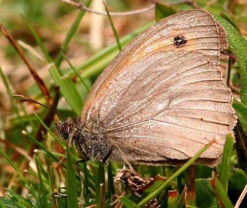 Réf. 26 057 : Maniola jurtina