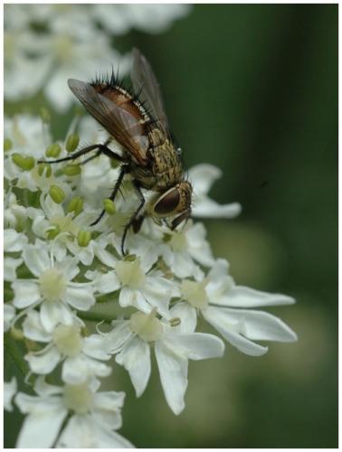 Frontina laeta