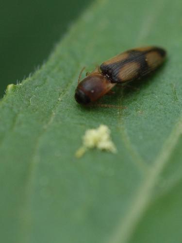 Betarmon bisbimaculatus