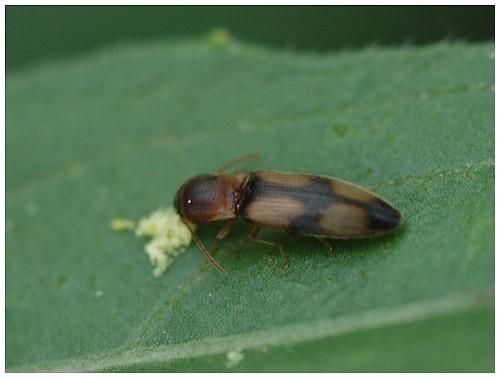 Betarmon bisbimaculatus