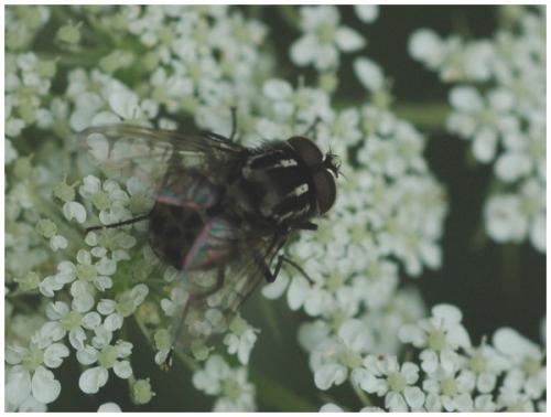 Graphomya maculata