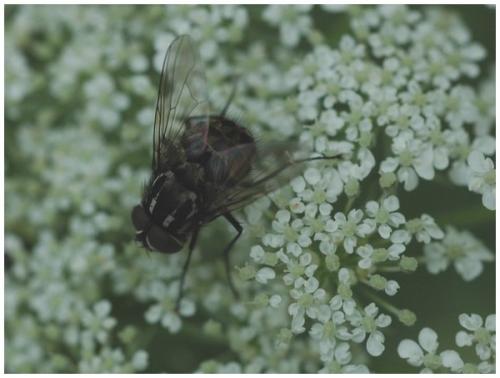 Réf. 26 707 : Graphomya maculata