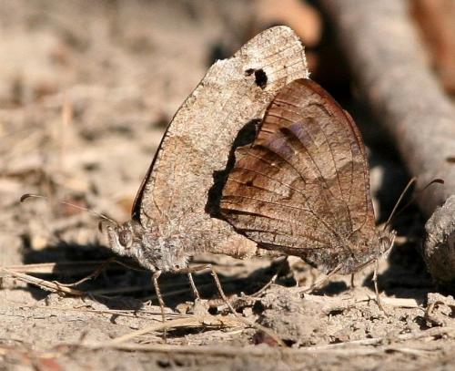 Réf. 26 095 : Hipparchia statilinus