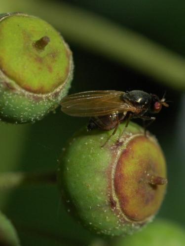 Calliopum sp.