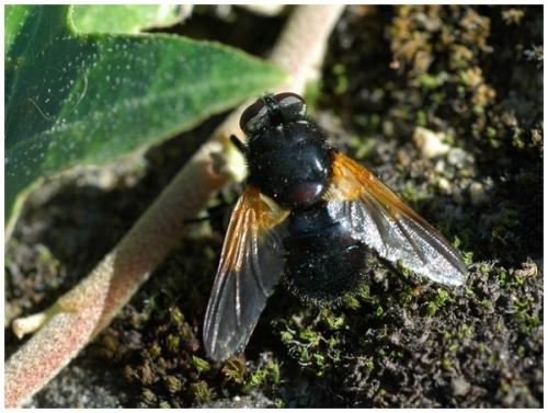 Réf. 26 549 : Mesembrina meridiana